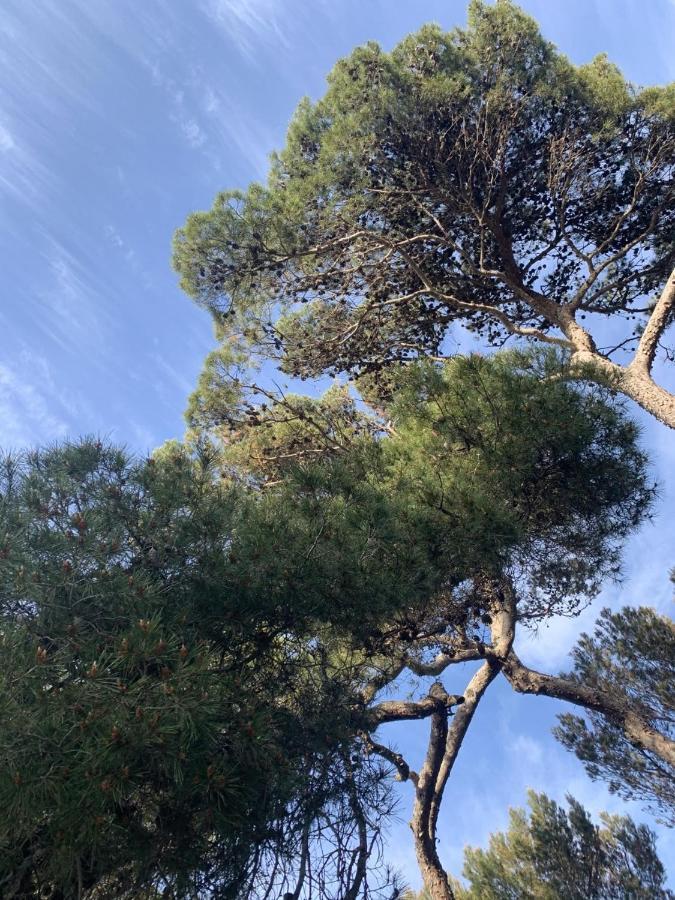 La Badine 5P Plage Piscine Clim Jacuzzi Parc Luxuriant Hyeres Exterior photo